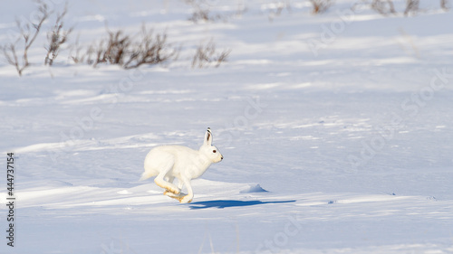 Mountain hare (Lepus timidus) with white fur in snowy landscape, Vardø, Norway