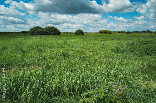 Green meadow with tall grass and clouds at the sky