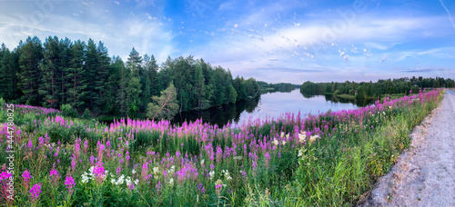 Flowering fields of lumen and Ivan-tea on the river bank near the coniferous forest. A dirt road runs along the edge of the frame. Karelia. Evening panorama wild flowers.