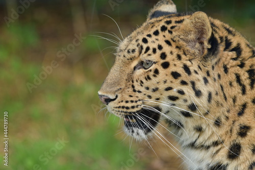 Portrait of the very rare Amur Leopard of the Lyon zoo in France. There are only around 20 specimens in freedom.