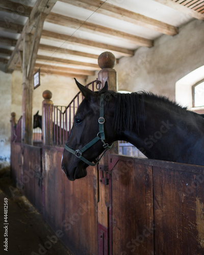 horse in farm - książ castle