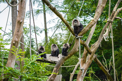 Monkeys at the monkey park De Apenheul The Netherlands.