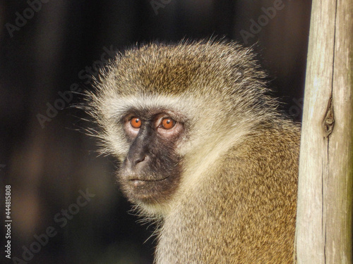 Portrait of a vervet monkey isolated