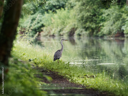 A grey heron (Ardea cinerea) walking along the towpath of the Calder and Hebble Navigation canal.