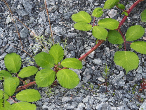 Brombeeren im Schotter