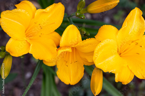 Liliowiec żółty w domowym ogrodzie