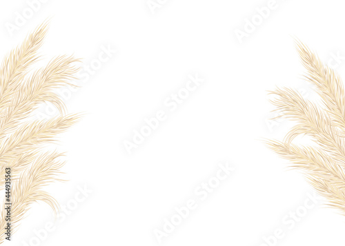 Background of dry pampas grass .Floral ornamental elements in boho style. Flat lay with copy space, top view. Vector illustration.