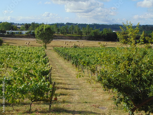hay harvest in green vineyards of Viseu