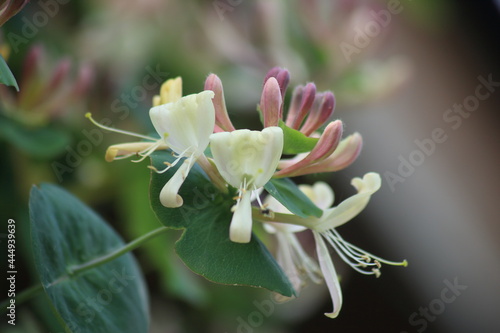 Pink, white and yellow caprifoliaceae flowers. High quality photo