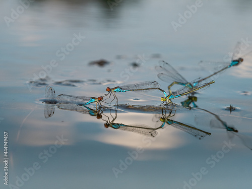 Auf der Wasseroberfläche eines Teiches befinden sich mehrere blaue Libellen zur Paarung und Eiablage. Ihre Körper spiegeln sich auf der Wasseroberfläche.