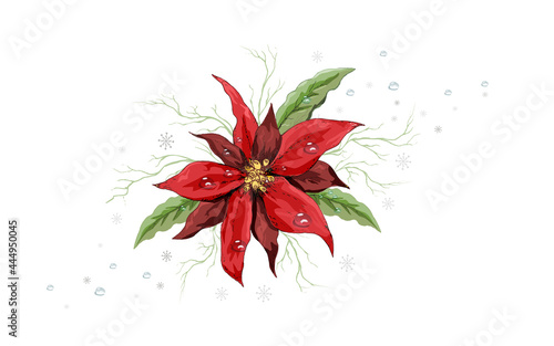winter poinsettia flower, in a realistic style. botanical element isolated on a white background. decoration, hand drawn, with water drops. for postcard, poster, banner. art vintage style. line