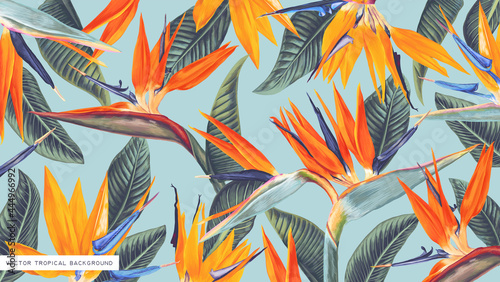 Realistic, vector, tropical wallpapers with strelitzia (bird of paradise) designed for computer screens and tablets, can be used as print for clothing, advertising banner, cover in social networks