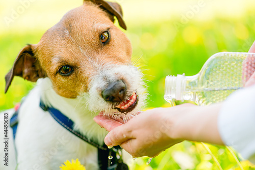 Concept of dog days of summer with thirsty and dehydrated dog drinking water from human hands