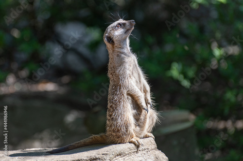 meerkat on the lookout