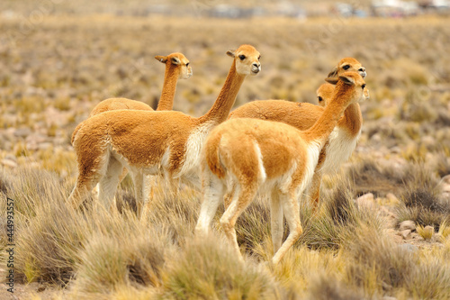 Curious group of Vicuñas in the Pampa Cañahuas in Peru