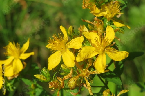 Yellow St Johns wort flowers in the garden in spring, closeup 
