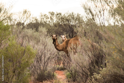 Trip To Uluru 