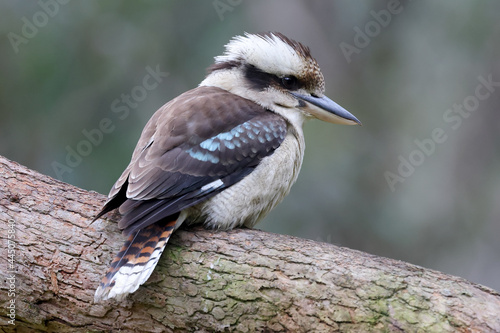 Laughing Kookaburra perched on tree branch