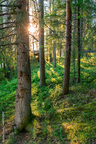The sun is peeping out from behind the trees. Summer evening landscape of taiga with pines and birches. Romantic mood.