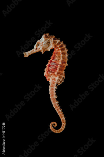 Dried seahorse skeleton on a black background