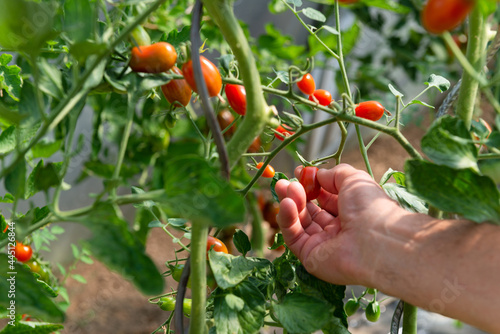 Main de jardinier cueillant des tomates cerises rouges sur un pied de tomate dans une serre