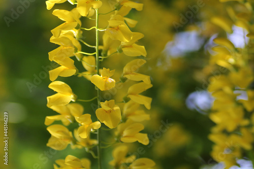 laburnum anagyroides