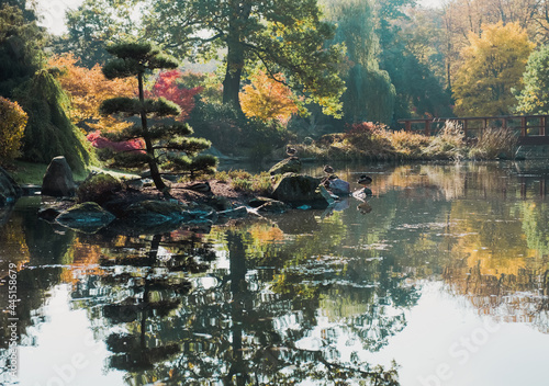 autumnal japanese garden in a european city