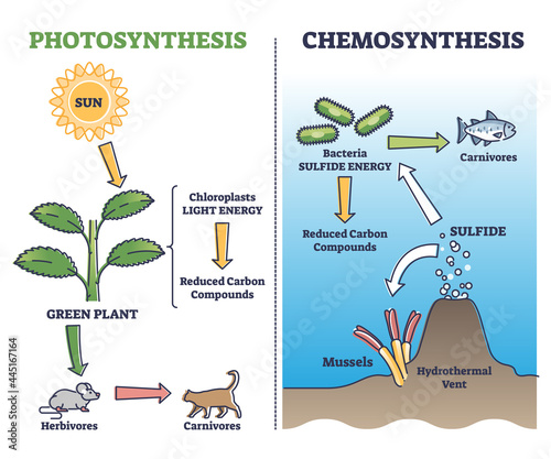 Photosynthesis vs chemosynthesis process chain description outline diagram. Labeled educational comparison with plants chloroplasts light energy and hydrothermal went sulfides vector illustration.