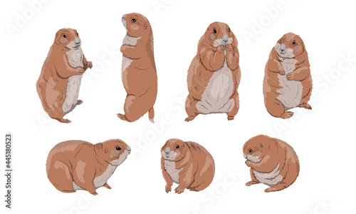 A set of Prairie Dogs Cynomys gunnisoni in different poses. Wild rodents of North America. Realistic vector animals