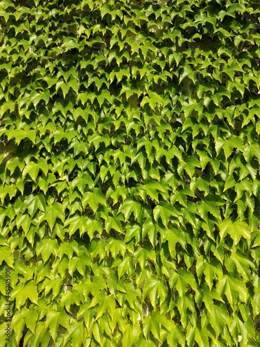 zielona sciana porosnieta bluszczem