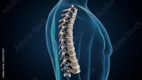 3d render of human skeleton thoracic vertebrae bone anatomy 