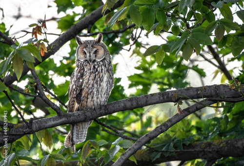 aristocratic owl sitting on tree branch, cute Long-eared owl portrait, Asio Otus staring with big bright eyes wide open
