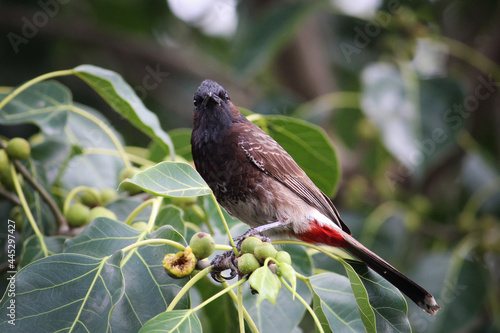 Majestic Red-vented bulbul perched on a tree on a sunny day