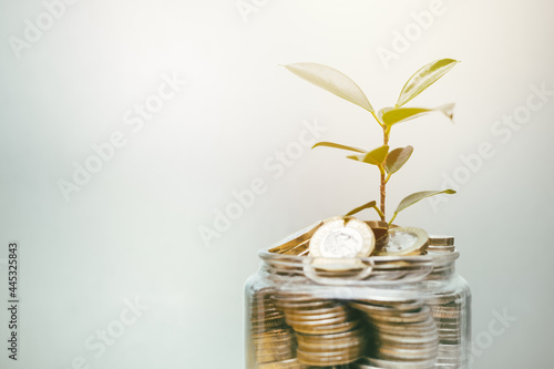 Plant growing from coin money for saving investment and get richer from bank interest concept.