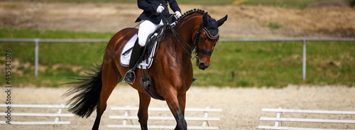 Dressage horse partial section with rider, view of the horse's body from diagonally front in the trot gait..