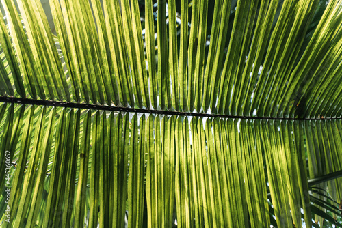 Liść palmowy - las tropikalny w Brazylii