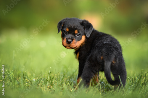 curious rottweiler puppy standing outdoors in summer