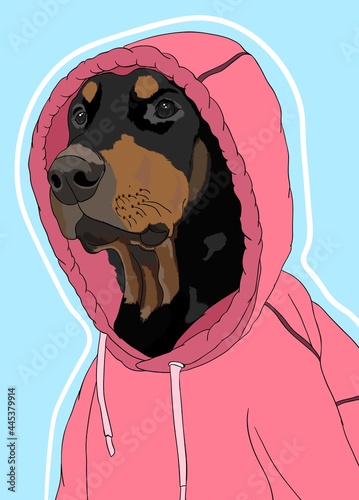 Dobermann. 