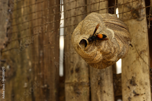 Vespa affinis or Lesser banded hornet hive.