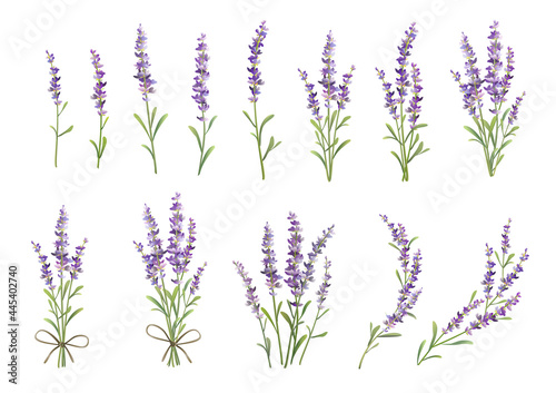 Sprigs of lavender set. Vector colorful illustration