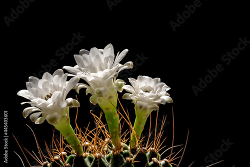 White cactus flowers, thorny and sharp On black background, to beautiful flower concept.