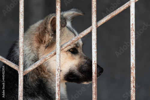 Portrait of a sad mongrel behind bars in a cage at a dog shelter. An animal sitting behind the bars of an open-air cage in a shelter for homeless animals.