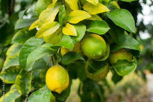 árbol cuatro estaciones de limón 