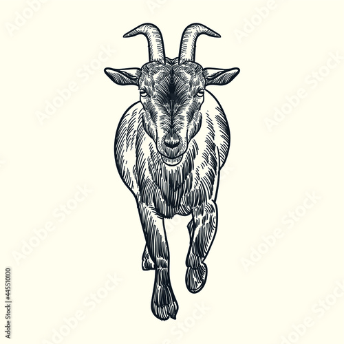 Vintage hand drawn sketch billy goat
