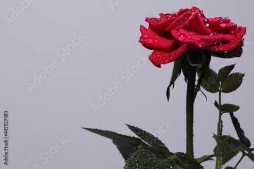 Czerwona róża na białym tle krople