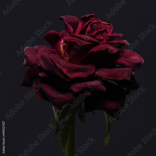 Czerwona róża na czarnym tle martwa natura