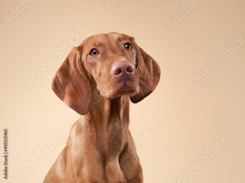 funny dog portrait. Hungarian vizsla on a beige background