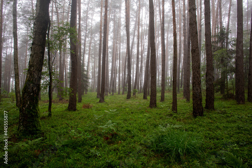 Foggy weather in a forest in Germany in the summer.