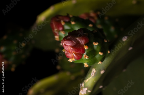 Uma planta chamada figueira-da-índia (Opuntia ficus-indica)