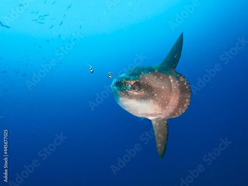 Hoodwinker sunfish in a blue water (Nusa Lembongan, Bali, Indonesia)